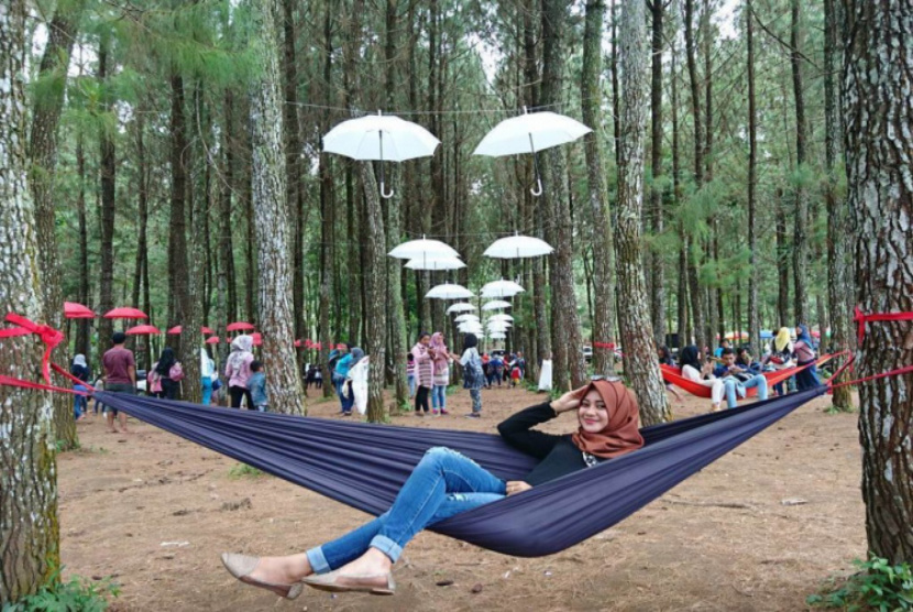 Susuri Hutan Pinus Banyuwangi Sambil Berwisata 