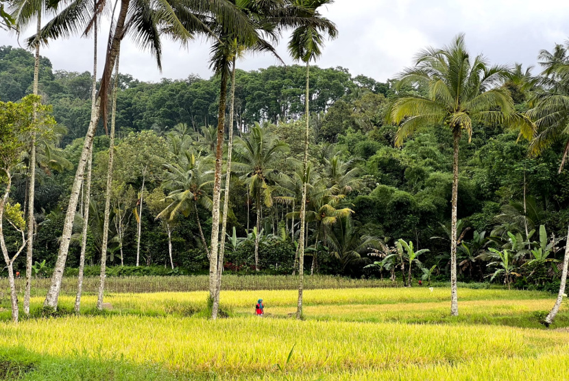 Wisata Banyuwangi Perbukitan Yang Asri Dengan Pemandangan Pedesaan 