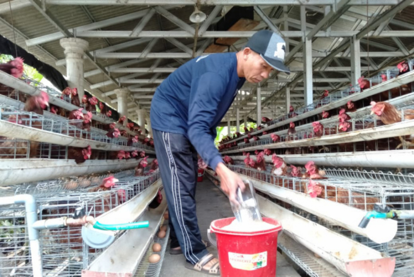 Dispertan Jamin Ketersediaan Pangan, Populasi Ayam Petelur dan Sapi Potong Terus Meningkat