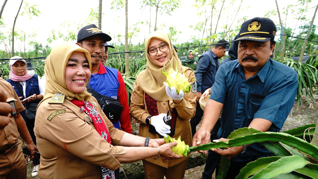 Banyuwangi Luncurkan Program Pendukung Pengembangan Buah Naga Kuning