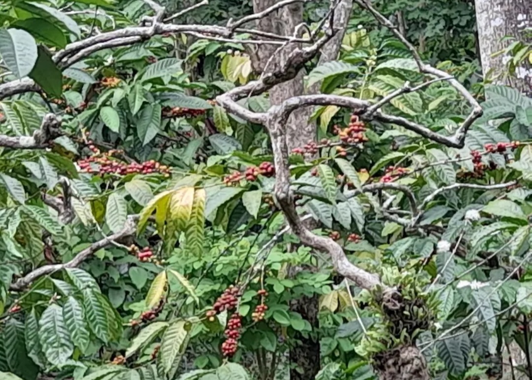 Yuk Ramaikan Festival Kopi Gombengsari Banyuwangi