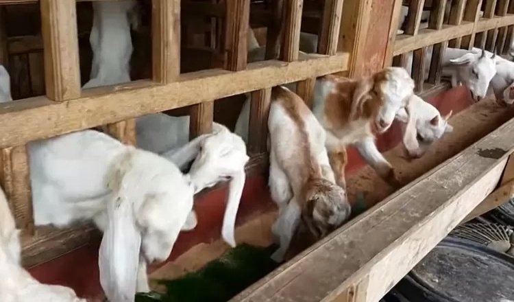 Berdaya Berkat PT BSI, Peternak Kambing Banyuwangi Raih Sukses Berlipat
