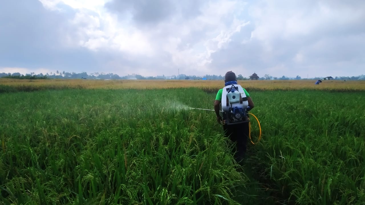 Petani Banyuwangi Dapat Edukasi Pengendalian Fungi dan Bakteri dari Dispertan