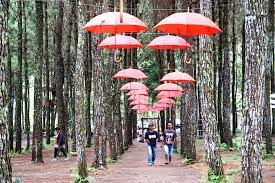 Hutan Pinus Songgon, Tawarkan Fasilitas Wisata Seru dan Instagrammable